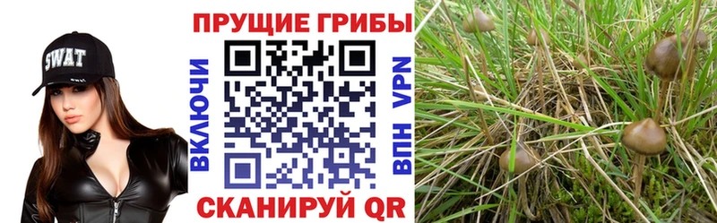 что такое наркотик  Сибай  Псилоцибиновые грибы Psilocybe 